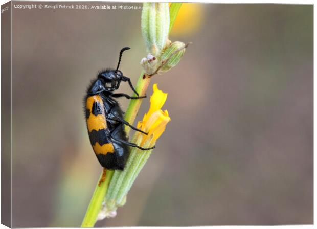 Yellow-black beetle is located on a field flower to have lunch Canvas Print by Sergii Petruk