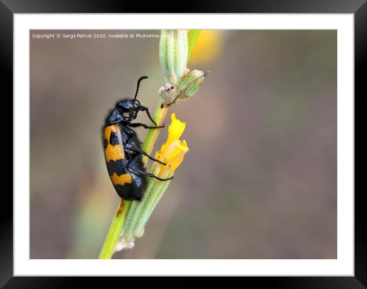 Yellow-black beetle is located on a field flower to have lunch Framed Mounted Print by Sergii Petruk