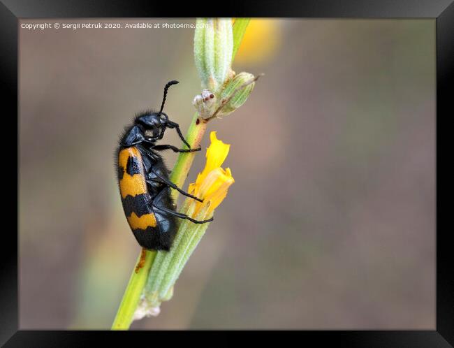 Yellow-black beetle is located on a field flower to have lunch Framed Print by Sergii Petruk