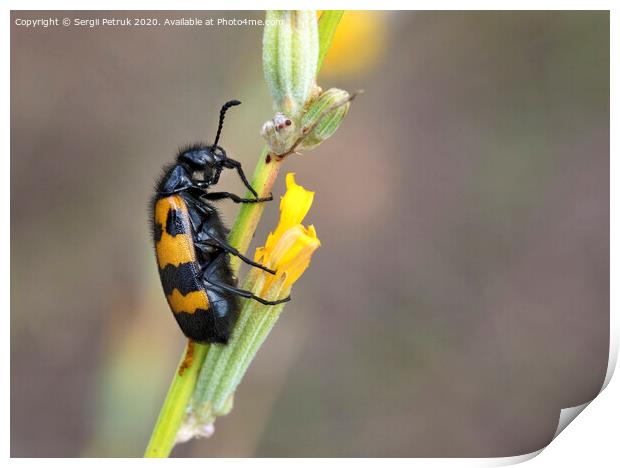 Yellow-black beetle is located on a field flower to have lunch Print by Sergii Petruk