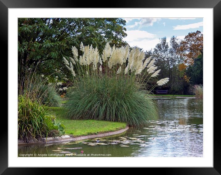 Pampas Grass by the Lake Framed Mounted Print by Angela Cottingham