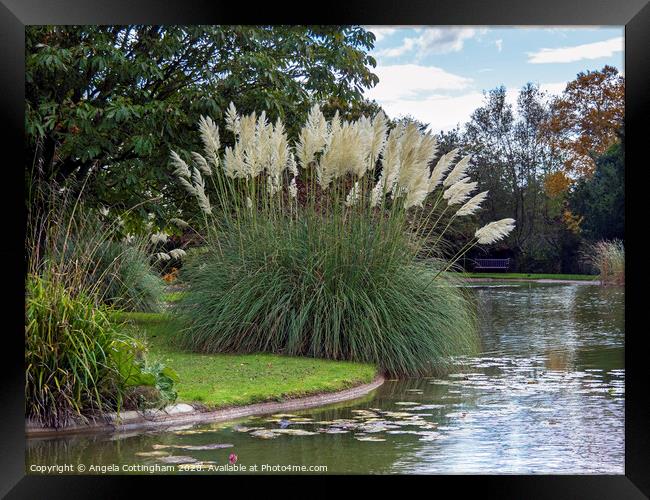 Pampas Grass by the Lake Framed Print by Angela Cottingham