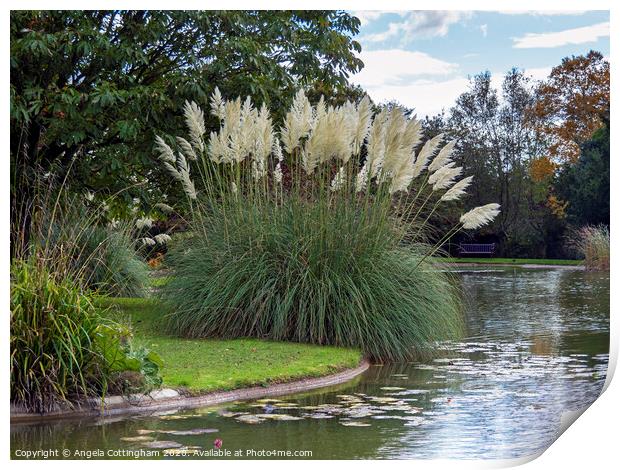 Pampas Grass by the Lake Print by Angela Cottingham