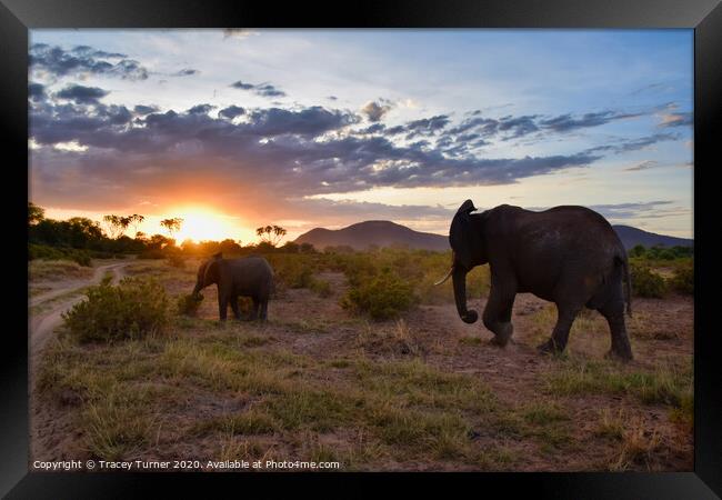 The Long Walk Home -  African Elephants at Sunset Framed Print by Tracey Turner