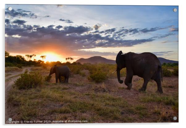The Long Walk Home -  African Elephants at Sunset Acrylic by Tracey Turner