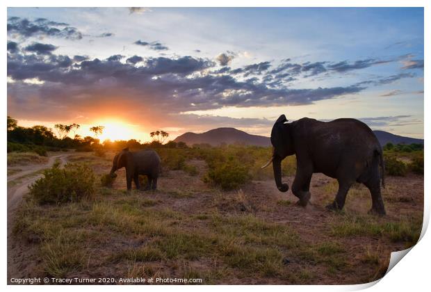 The Long Walk Home -  African Elephants at Sunset Print by Tracey Turner