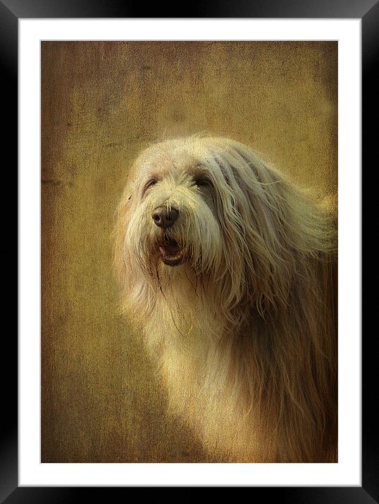 Buster! Framed Mounted Print by Irene Burdell