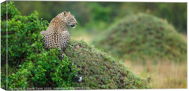 Leopard's Panoramic Surveillance Canvas Print by David Tyrer