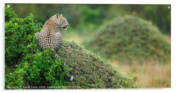 Leopard's Panoramic Surveillance Acrylic by David Tyrer