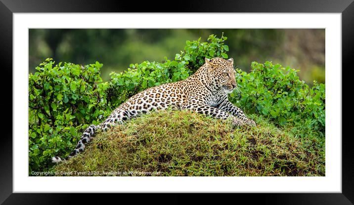 Resting Leopard Framed Mounted Print by David Tyrer