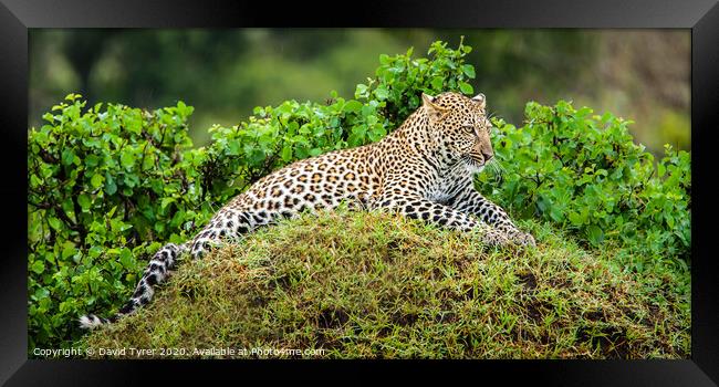Resting Leopard Framed Print by David Tyrer