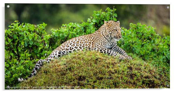 Resting Leopard Acrylic by David Tyrer