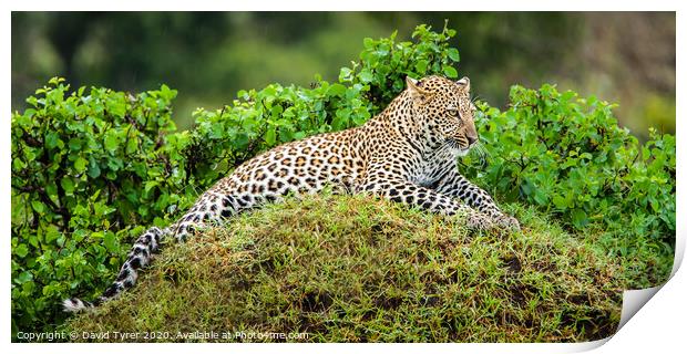Resting Leopard Print by David Tyrer