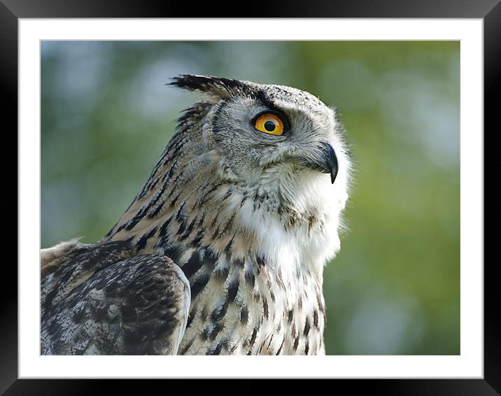 Eagle Owl Framed Mounted Print by Fee Easton