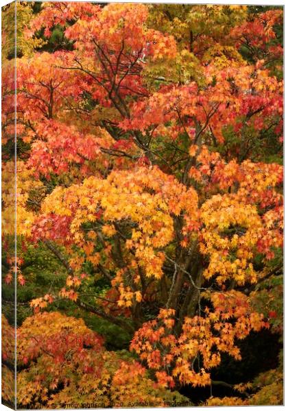 autumn colour  Canvas Print by Simon Johnson