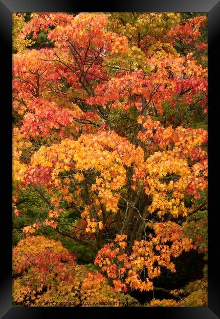 autumn colour  Framed Print by Simon Johnson
