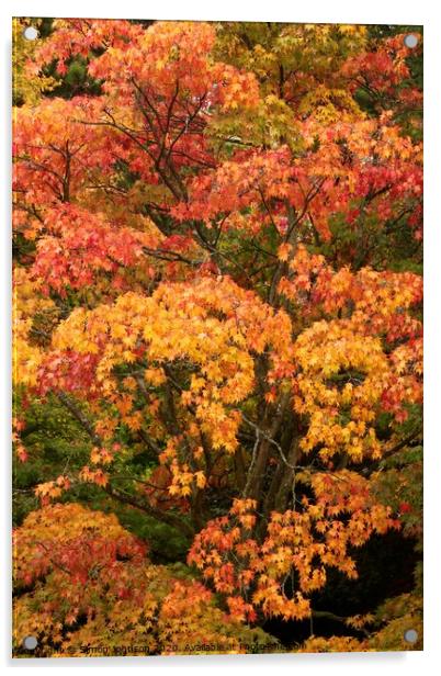 autumn colour  Acrylic by Simon Johnson