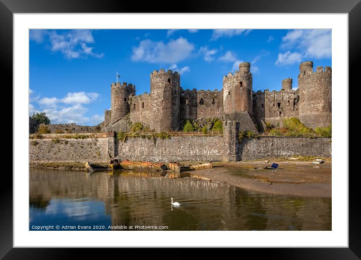 Conwy Castle Swan Wales  Framed Mounted Print by Adrian Evans