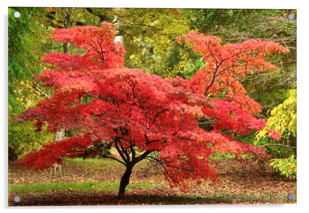 Acer autumn glory Acrylic by Simon Johnson