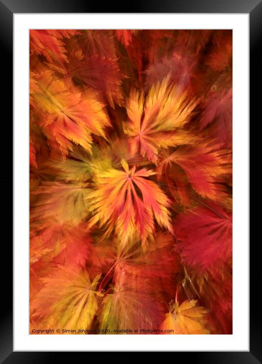 Autumn leaf colour Framed Mounted Print by Simon Johnson