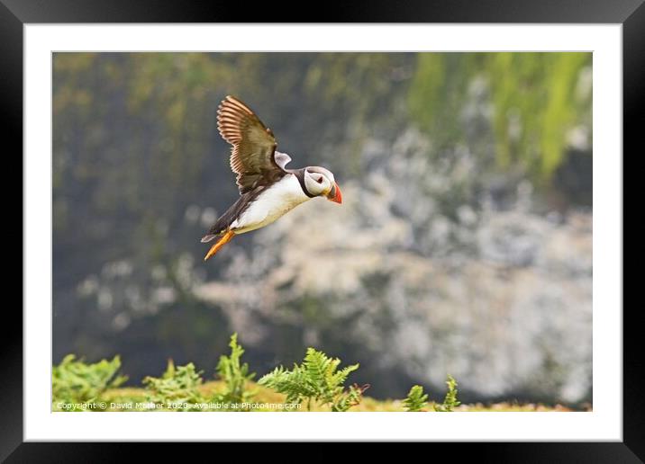Coming in to land Framed Mounted Print by David Mather
