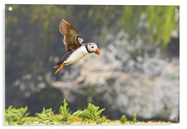 Coming in to land Acrylic by David Mather