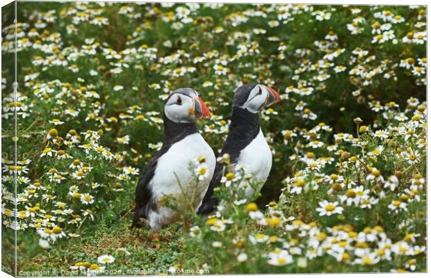 Puffins amongst the Daisies Canvas Print by David Mather