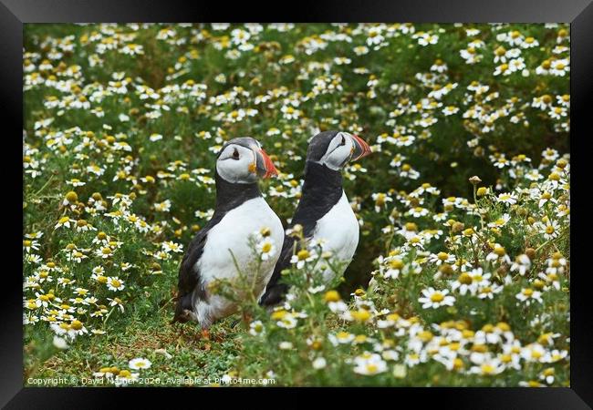 Puffins amongst the Daisies Framed Print by David Mather