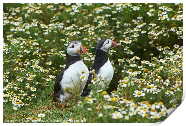 Puffins amongst the Daisies Print by David Mather