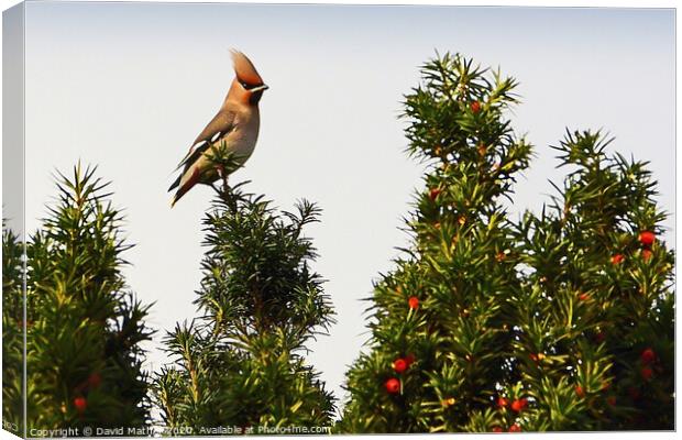 Waxwing and Proud Canvas Print by David Mather