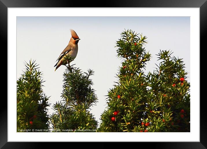 Waxwing and Proud Framed Mounted Print by David Mather