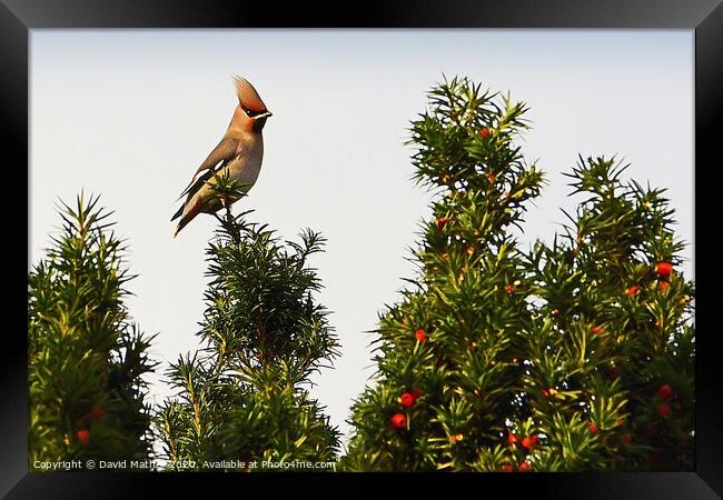 Waxwing and Proud Framed Print by David Mather