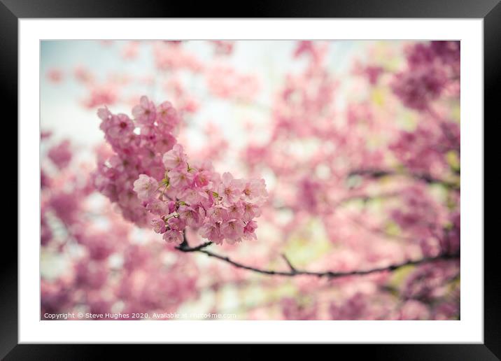 Pink cherry blossom Framed Mounted Print by Steve Hughes