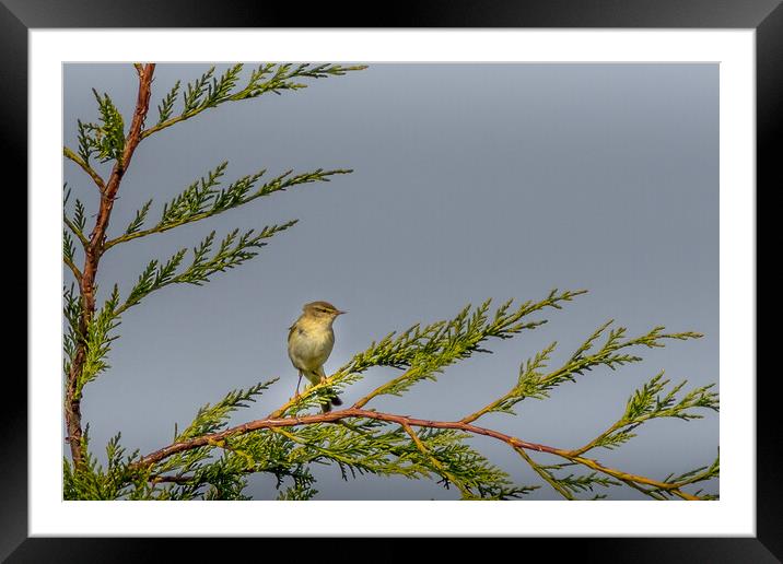 Willow warbler Framed Mounted Print by chris smith