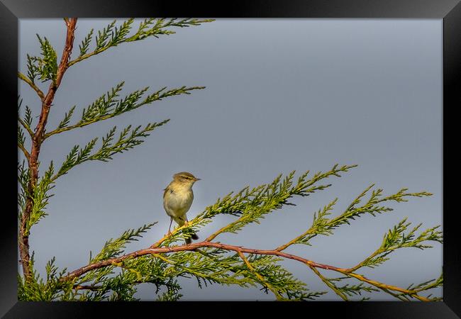 Willow warbler Framed Print by chris smith