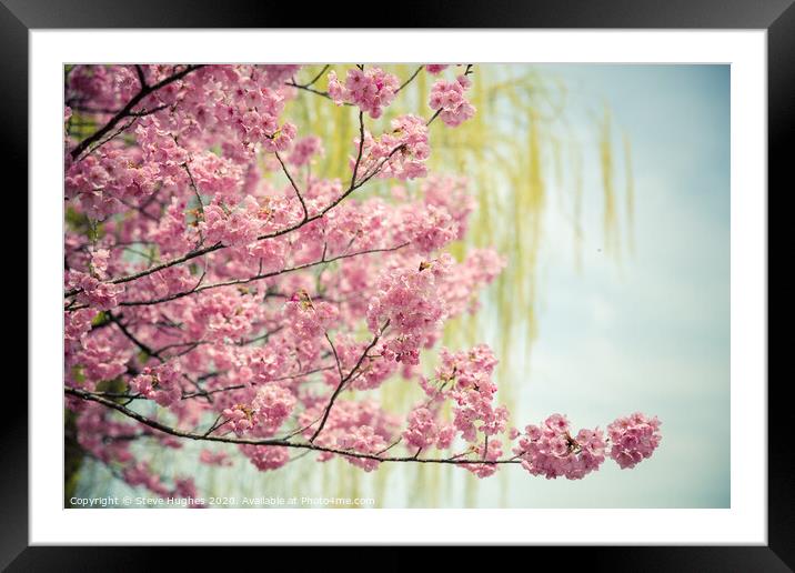 Pink cherry blossom, with willow bokeh Framed Mounted Print by Steve Hughes