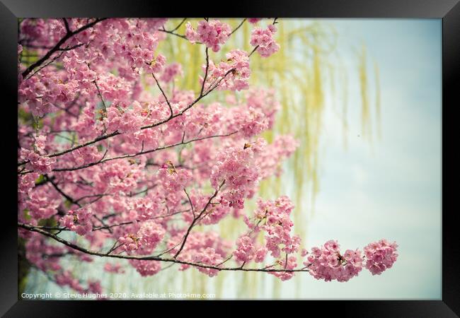 Pink cherry blossom, with willow bokeh Framed Print by Steve Hughes