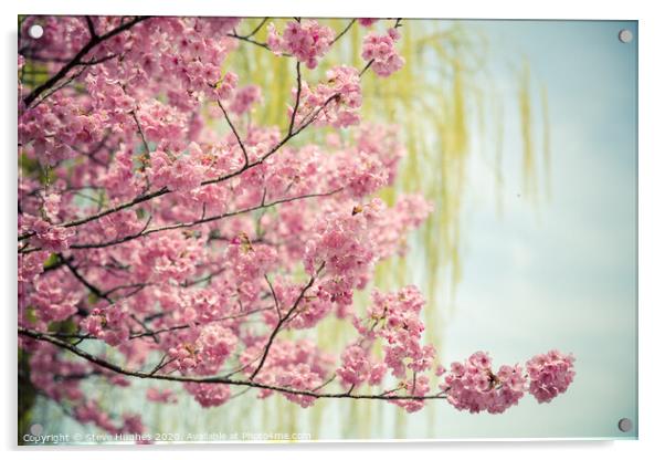 Pink cherry blossom, with willow bokeh Acrylic by Steve Hughes