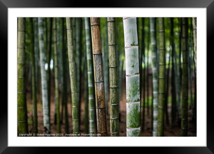 Bamboo forest in Japan Framed Mounted Print by Steve Hughes