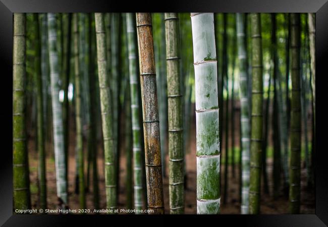 Bamboo forest in Japan Framed Print by Steve Hughes