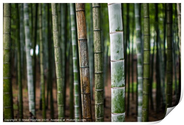 Bamboo forest in Japan Print by Steve Hughes