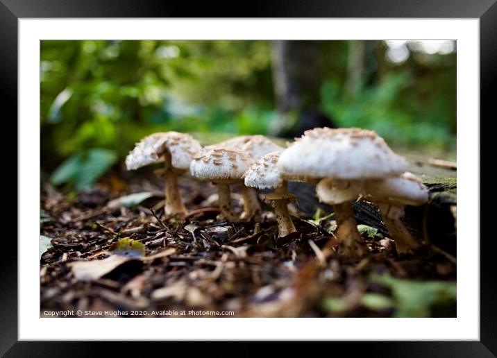 Fungi in the garden Framed Mounted Print by Steve Hughes