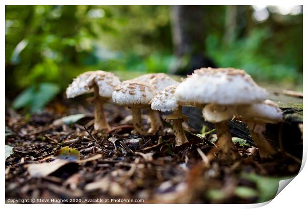 Fungi in the garden Print by Steve Hughes