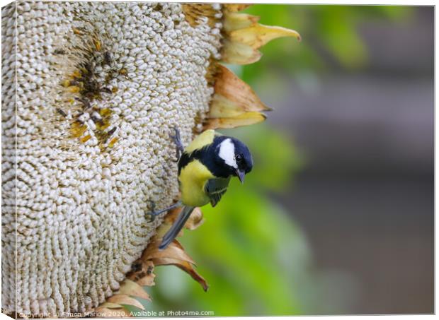 A Great Tit feasting on a Giant Sunflower Head Canvas Print by Simon Marlow