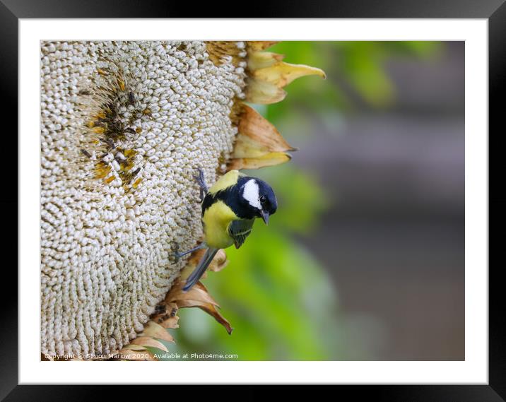 A Great Tit feasting on a Giant Sunflower Head Framed Mounted Print by Simon Marlow