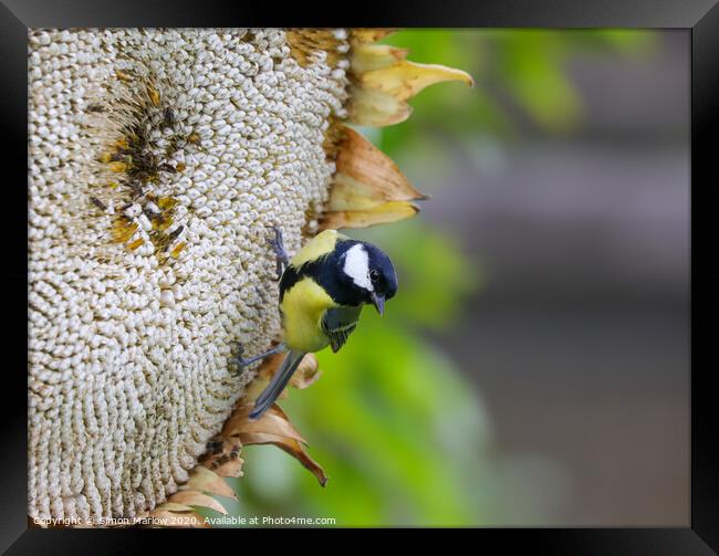 A Great Tit feasting on a Giant Sunflower Head Framed Print by Simon Marlow
