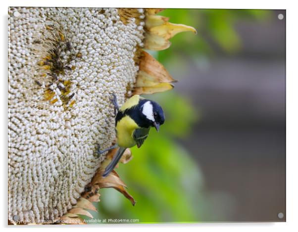 A Great Tit feasting on a Giant Sunflower Head Acrylic by Simon Marlow