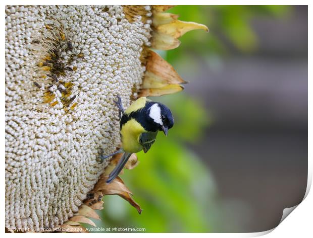 A Great Tit feasting on a Giant Sunflower Head Print by Simon Marlow