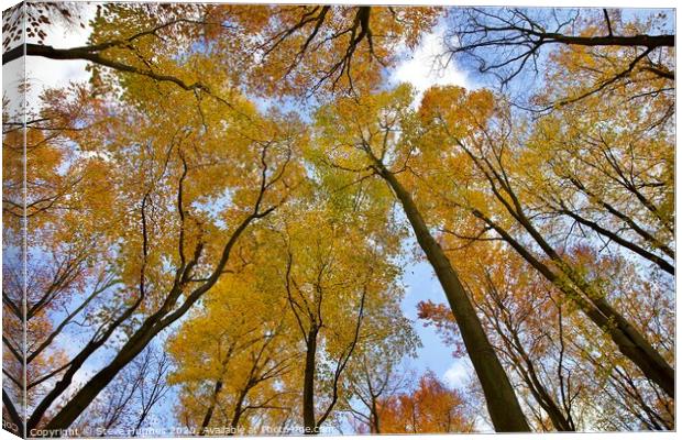 Looking straight up in the forest Canvas Print by Steve Hughes