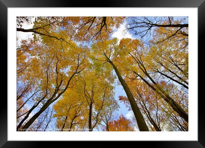 Looking straight up in the forest Framed Mounted Print by Steve Hughes
